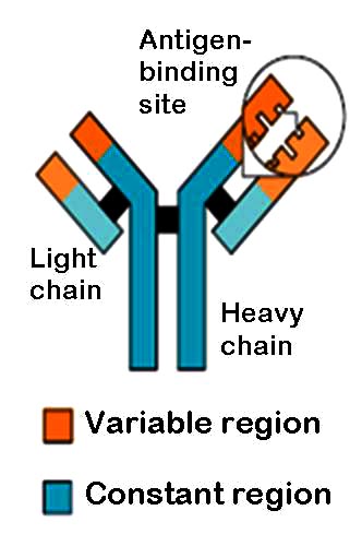 Diagram of an antibody, highlightling the antigen binding site